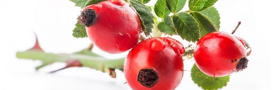 Le macérat de bourgeons d'Eglantier